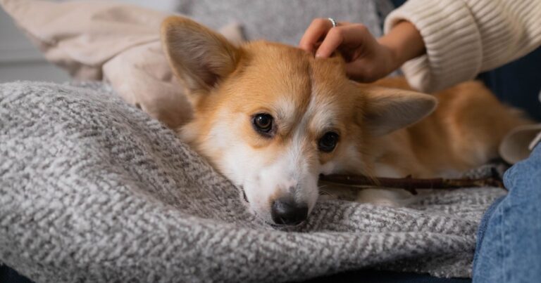15 Pet Care Tips Most Pet Parents Don’t Know They’re Missing - Featured image