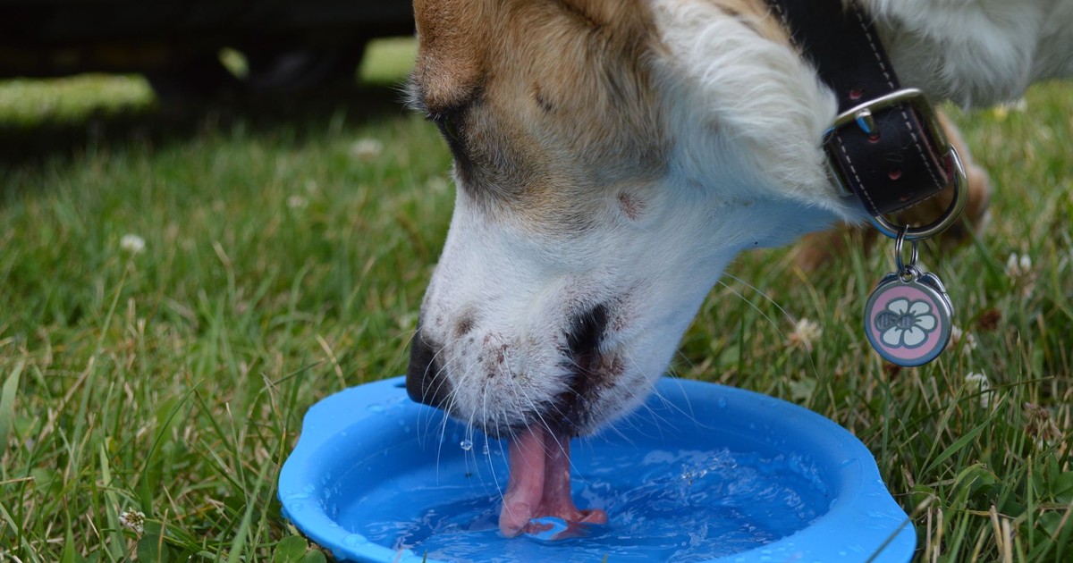 A dog quenches its thirst from a blue bowl in a grassy outdoor setting.