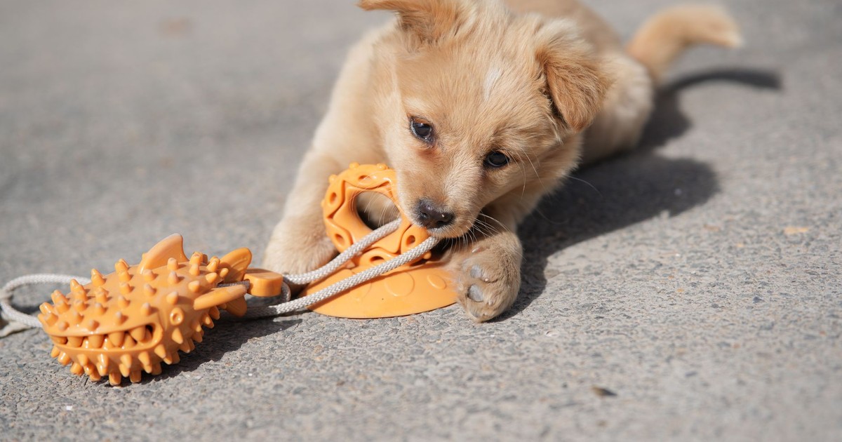 Adorable puppy biting an orange chew toy on a sunny day on concrete.