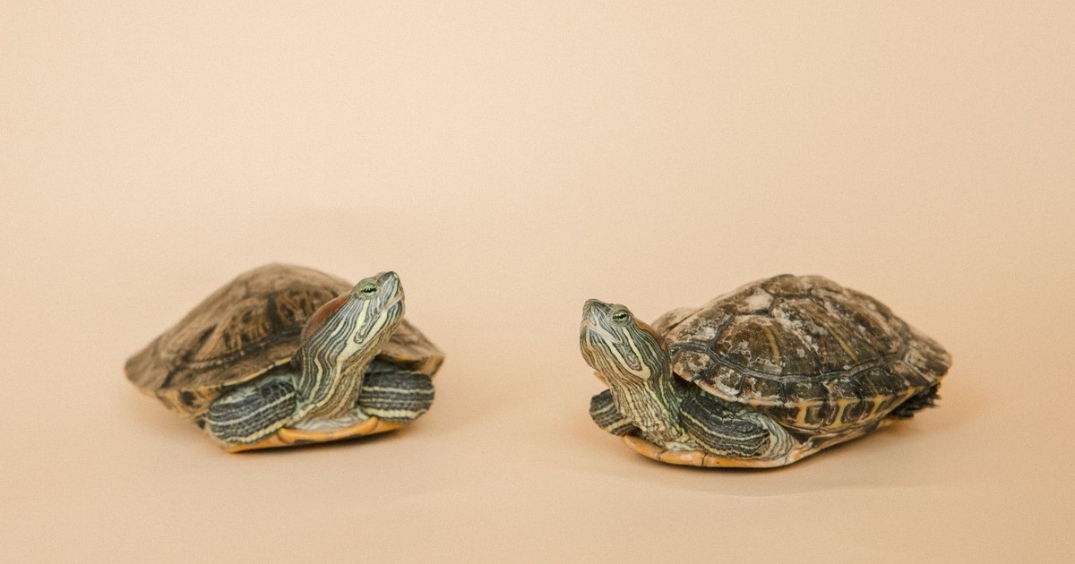 Studio shoot of two red-eared turtles on a beige backdrop.