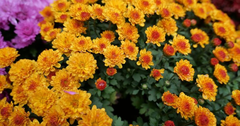 37 Gorgeous Fall Flowers to Plant Now That’ll Make Your Garden a Stunning Oasis - Featured image