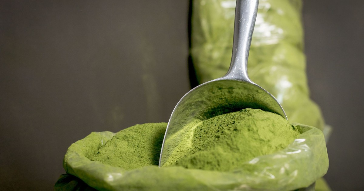 Close-up of fresh moringa powder in a stainless steel scoop, highlighting its vibrant green color.