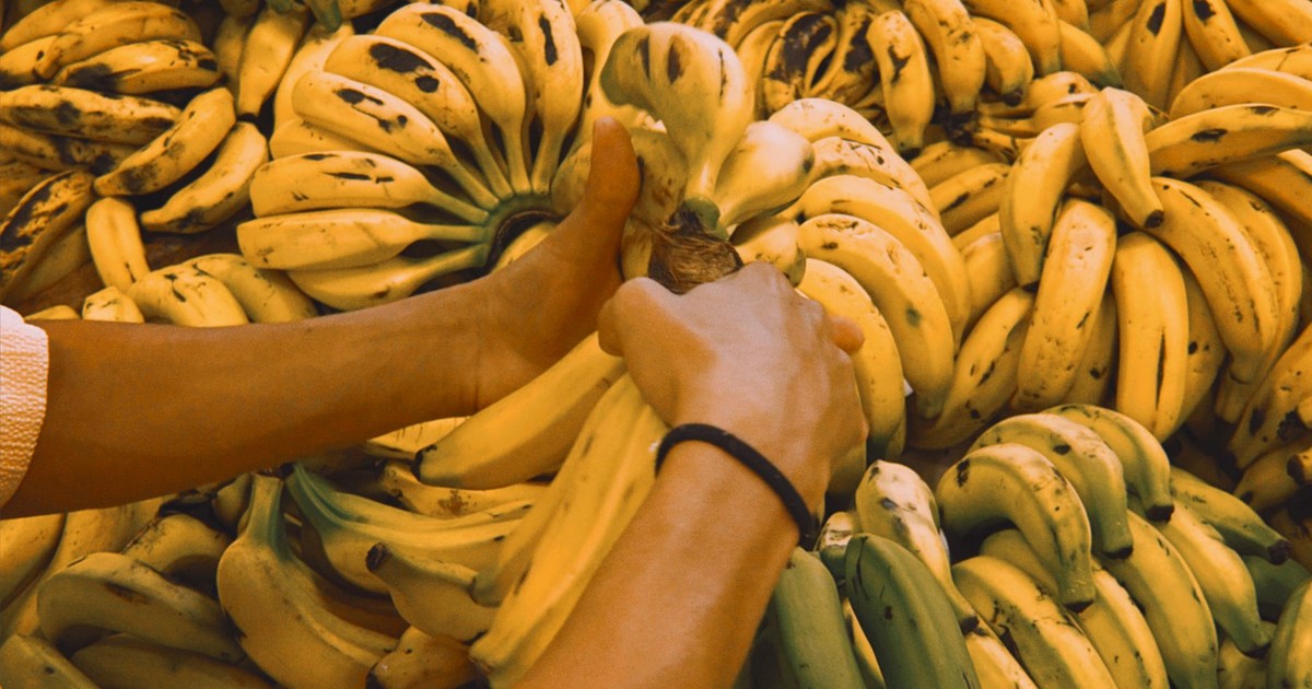 Close-up of hands selecting ripe bananas from a large bunch at a market in Florianópolis, Brazil.