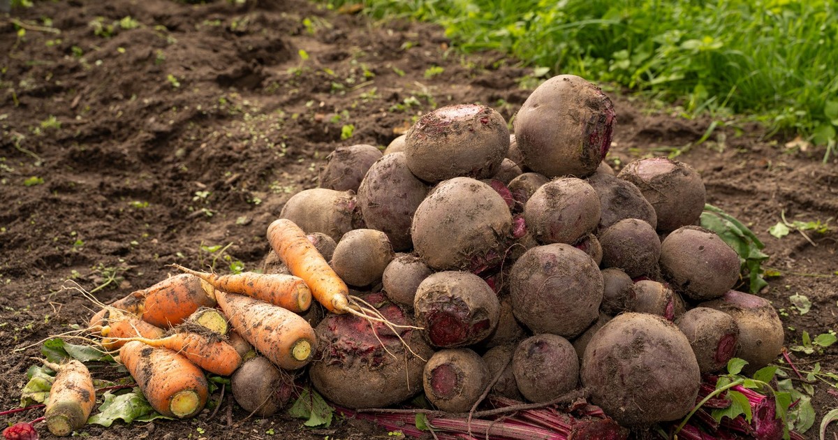 A pile of freshly harvested beets and carrots on soil, showcasing Latvia's agricultural produce.