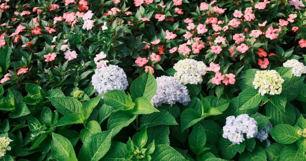 Your Yard Will Look More Expensive with These 6 Gorgeous Plants, According to Designers - Featured image