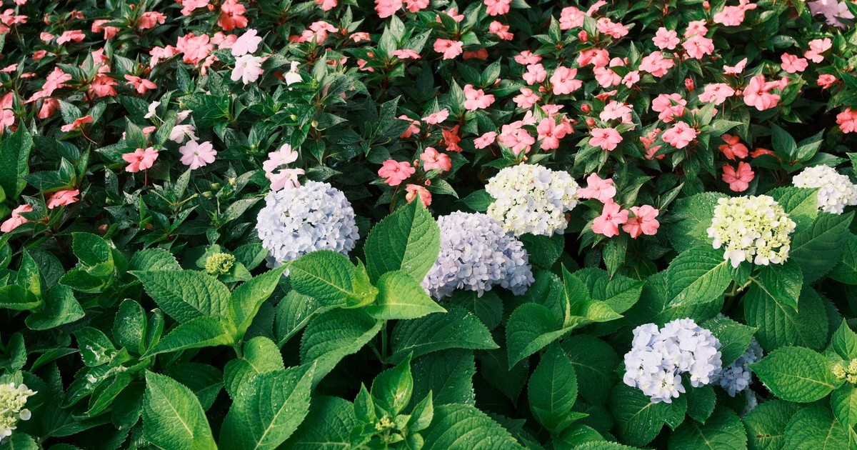 Your Yard Will Look More Expensive with These 6 Gorgeous Plants, According to Designers