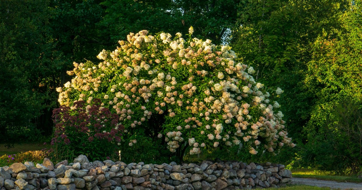 Lush hydrangea shrub with white blooms in a summer garden behind a stone wall.