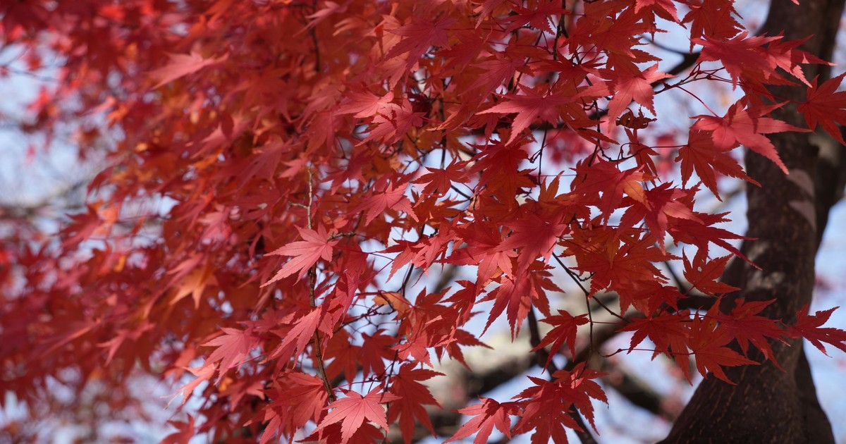 A close-up view of vibrant red maple leaves on a tree branch against a clear sky.
