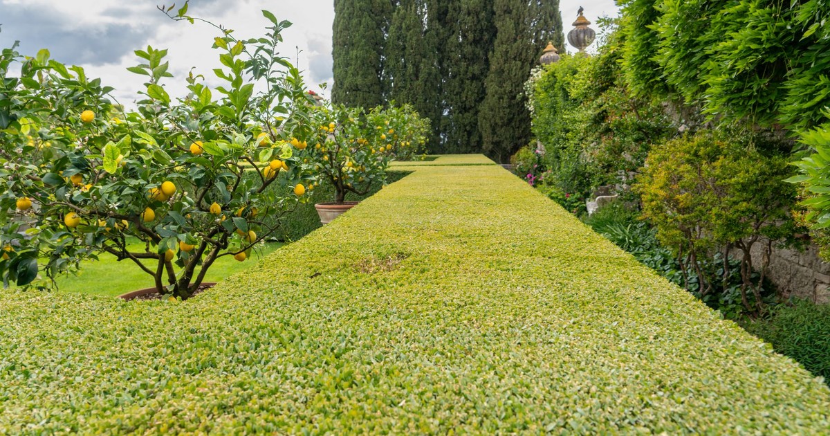 Captivating lemon orchard at La Foce, Tuscany, showcasing lush greenery and vibrant citrus fruits.