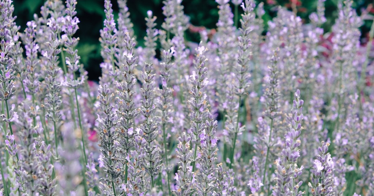 A vivid field of lavender flowers in full bloom outdoors, showcasing natural beauty.