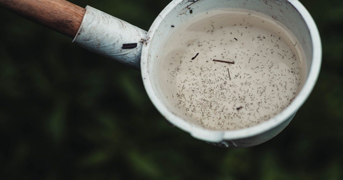 Close-up view of mosquito larvae in a scoop of water, highlighting potential breeding site.