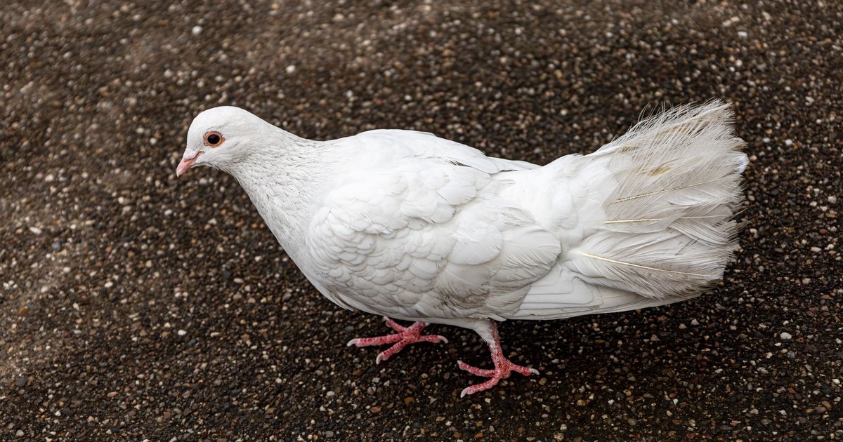 A detailed shot of a white dove standing on textured pavement.