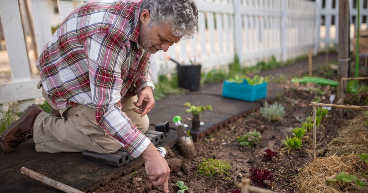 An elderly man kneels to plant in a vibrant garden, surrounded by tools and greenery.