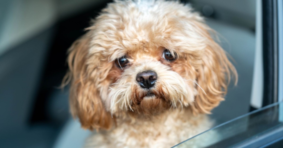 47 Dogs Have Died From Heatstroke in 2026 — How to Keep Yours Safe