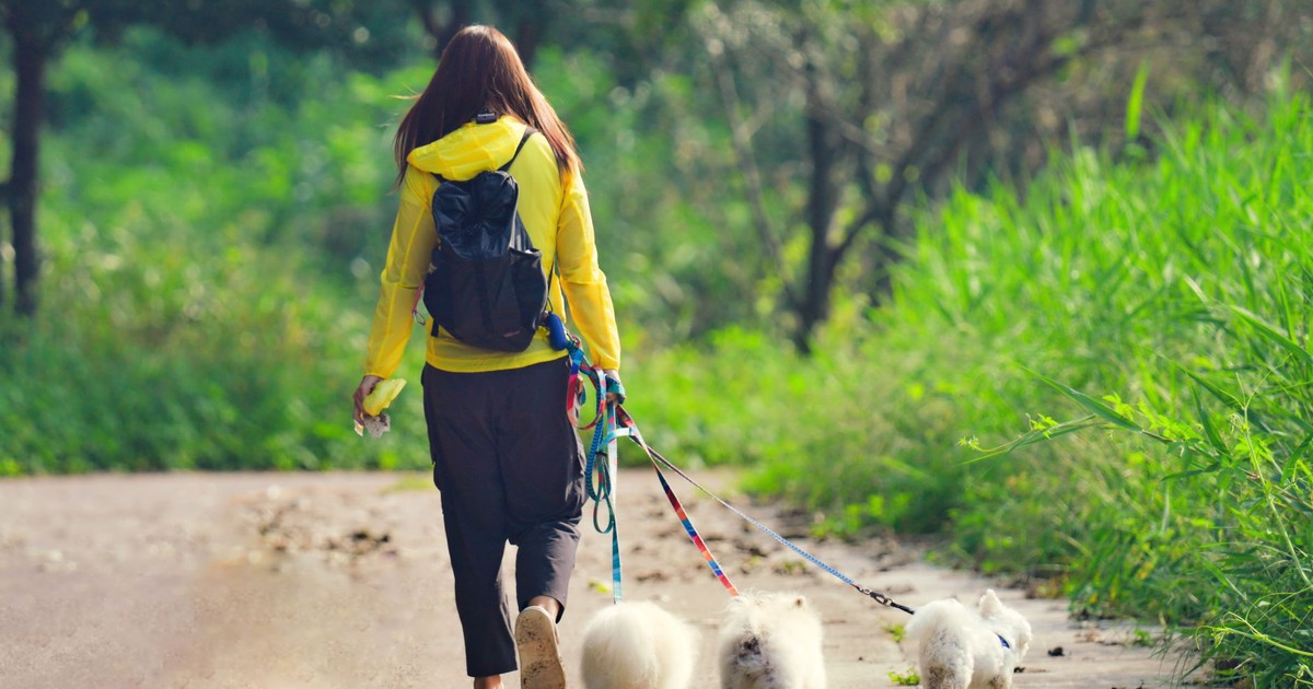 Young woman walking fluffy dogs along a leafy park path on a sunny day.