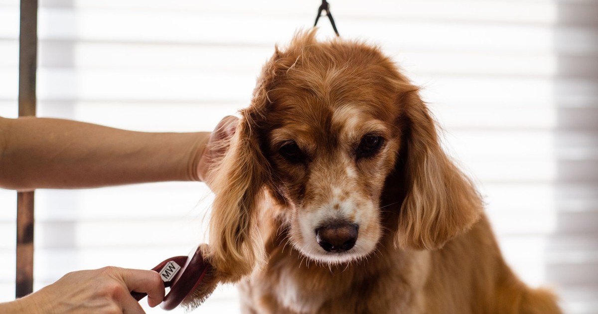 A Cocker Spaniel dog being groomed indoors by a professional groomer.