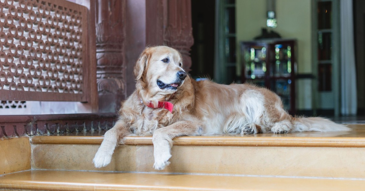 Golden Retriever relaxing at a luxury heritage hotel entrance in Bikaner, India.