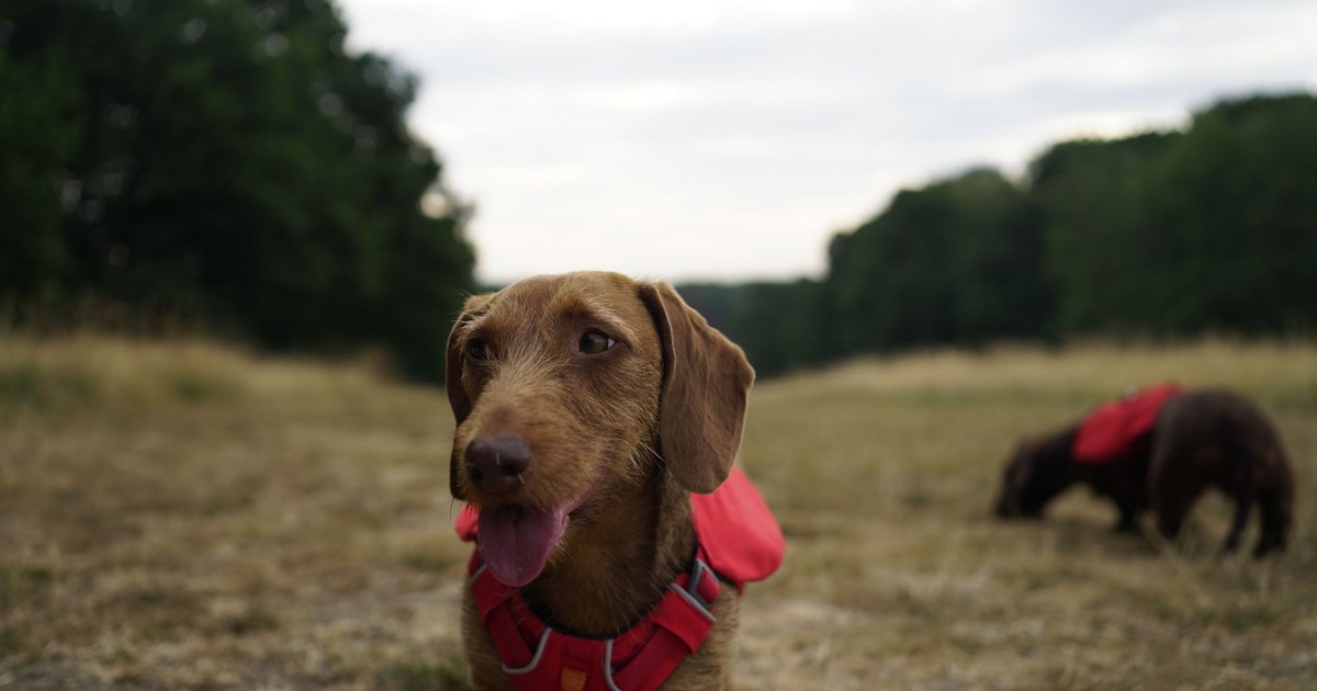 Two Dachshund dogs in red vests exploring a grassy field on a cloudy day.