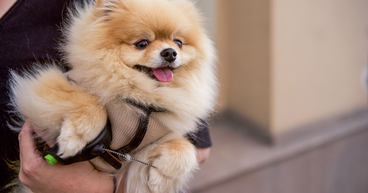 Cute Pomeranian dog being held by owner outside, showcasing fluffy fur and happy expression.