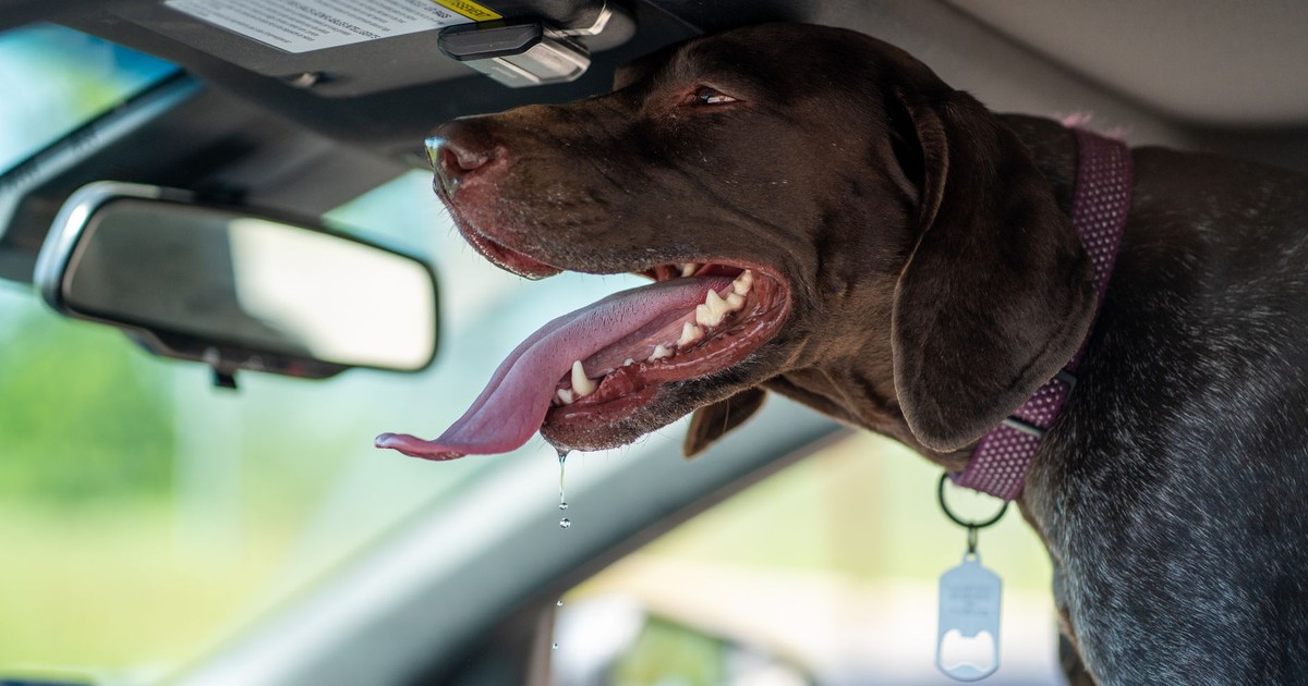 Cute German Shorthaired Pointer dog drooling inside a car, tongue out.