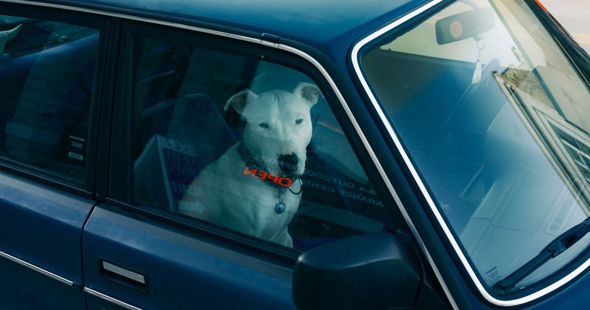 A white dog with a collar looks out the window of a vintage blue car parked outdoors.