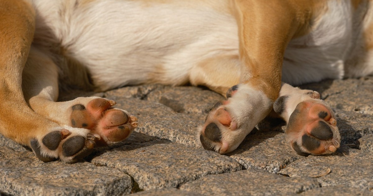 A close-up image of a sleeping dog's paws resting on cobblestones outdoors in daylight.