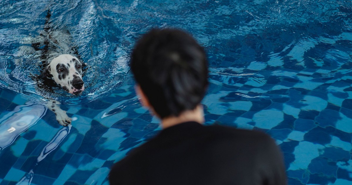 A dalmatian dog swimming towards its owner in a blue swimming pool.
