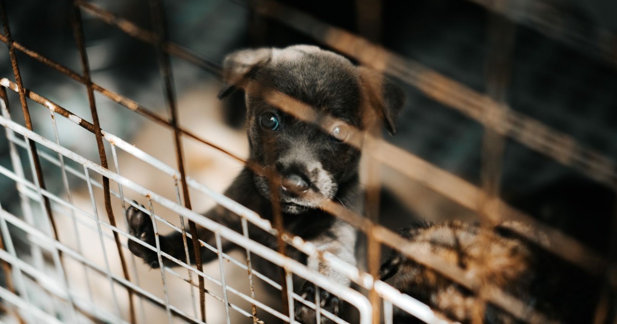 A young puppy stands behind metal bars, casting a poignant gaze that captures a sense of longing and vulnerability.