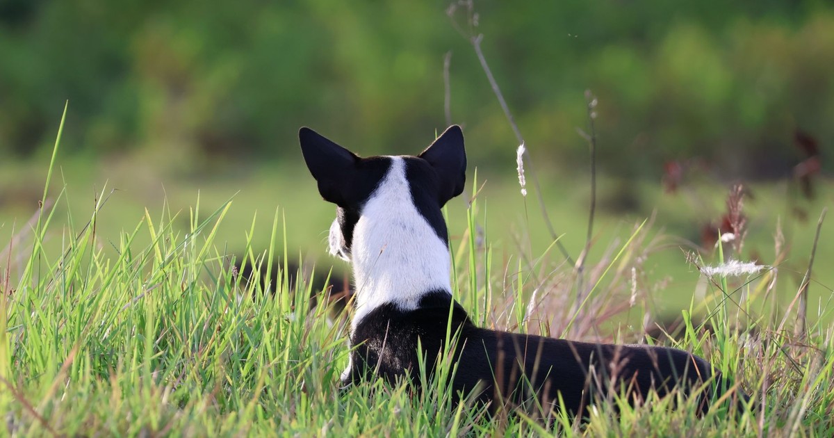 A black and white dog relaxing in a lush green field in Candijay, Philippines.