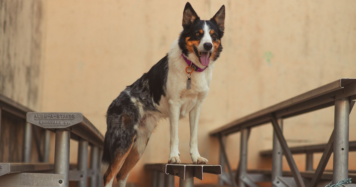 Adorable Border Collie with a pink collar standing on a metal bench indoors.