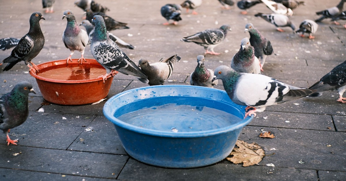 A lively scene of pigeons congregating around colorful water bowls on a paved surface outdoors.