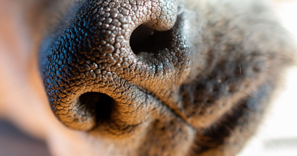 Detailed close-up of a dog's nose showcasing texture and detail in macrophotography.