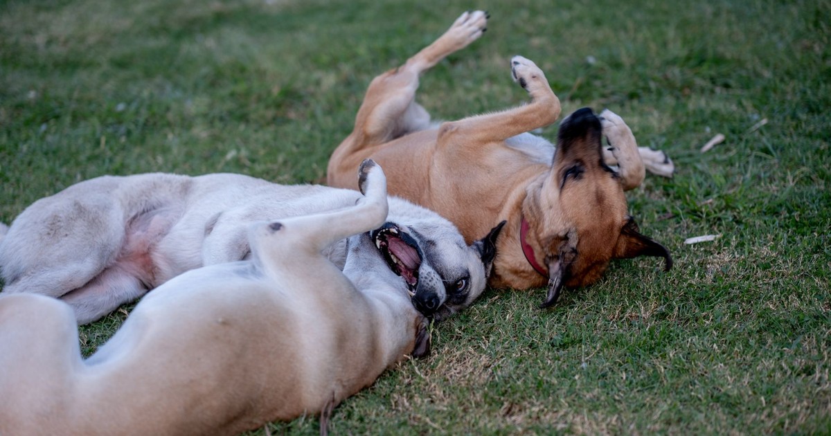 Three dogs playing and rolling on the grass capturing a joyful moment.