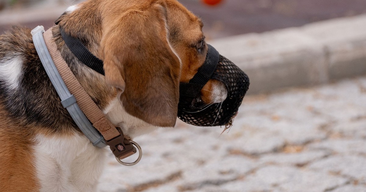 A beagle dog with a muzzle walking outdoors in an urban area in İzmir, Türkiye.