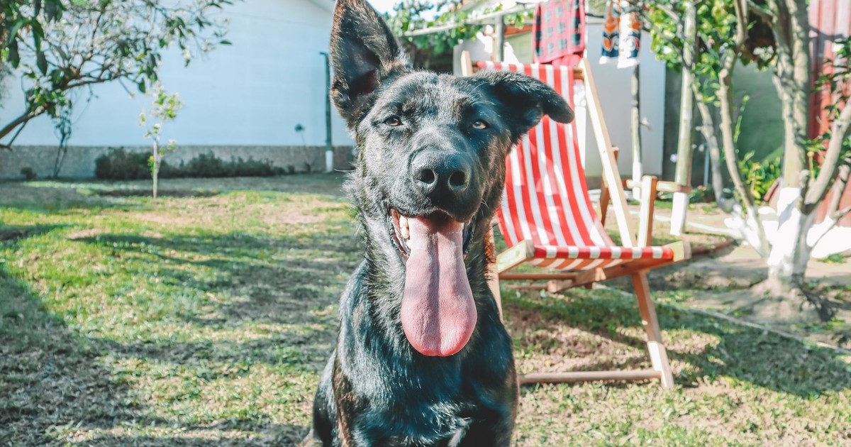 Black dog enjoying a sunny day in the backyard, surrounded by a garden and a deck chair.