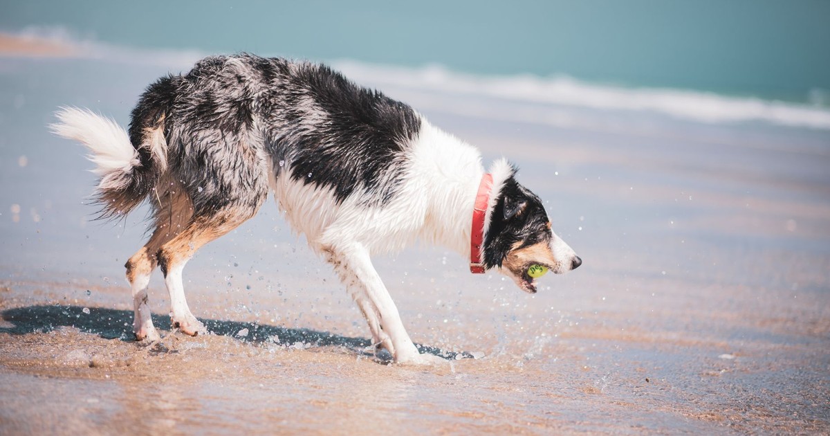 A playful border collie enjoys a day at the beach, catching a ball amid the waves.