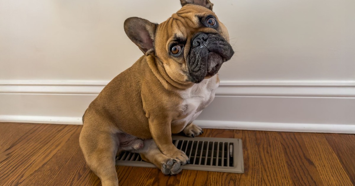 Adorable French Bulldog enjoying warmth from a vent on a cold day indoors.