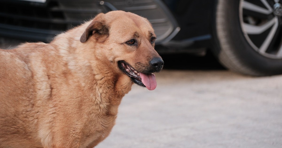 A friendly dog panting happily in a driveway in Bornova, İzmir, Türkiye.