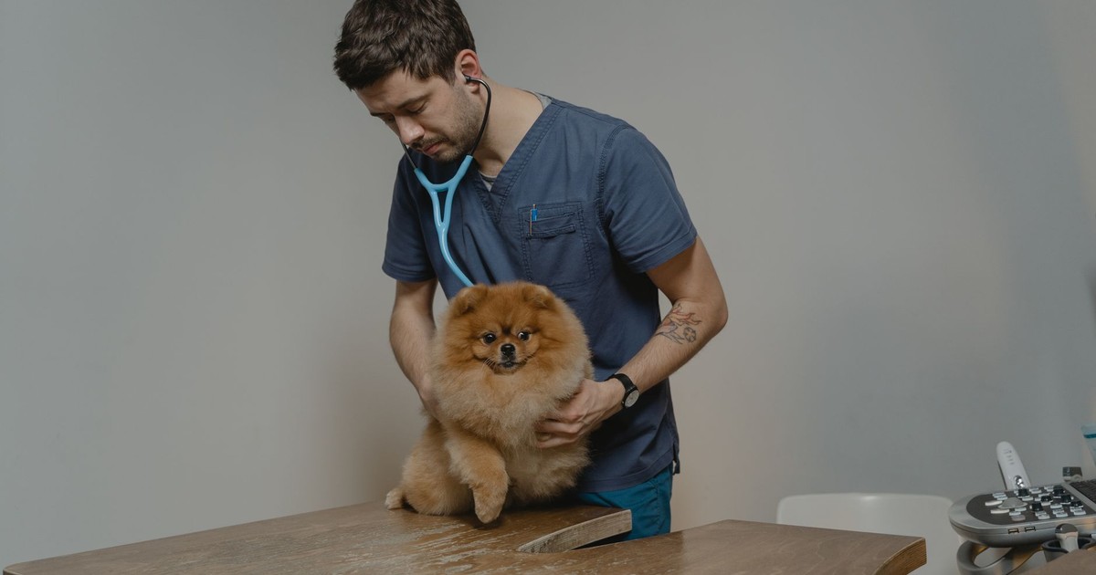 A veterinarian checks a Pomeranian dog using a stethoscope in a clinic setting.