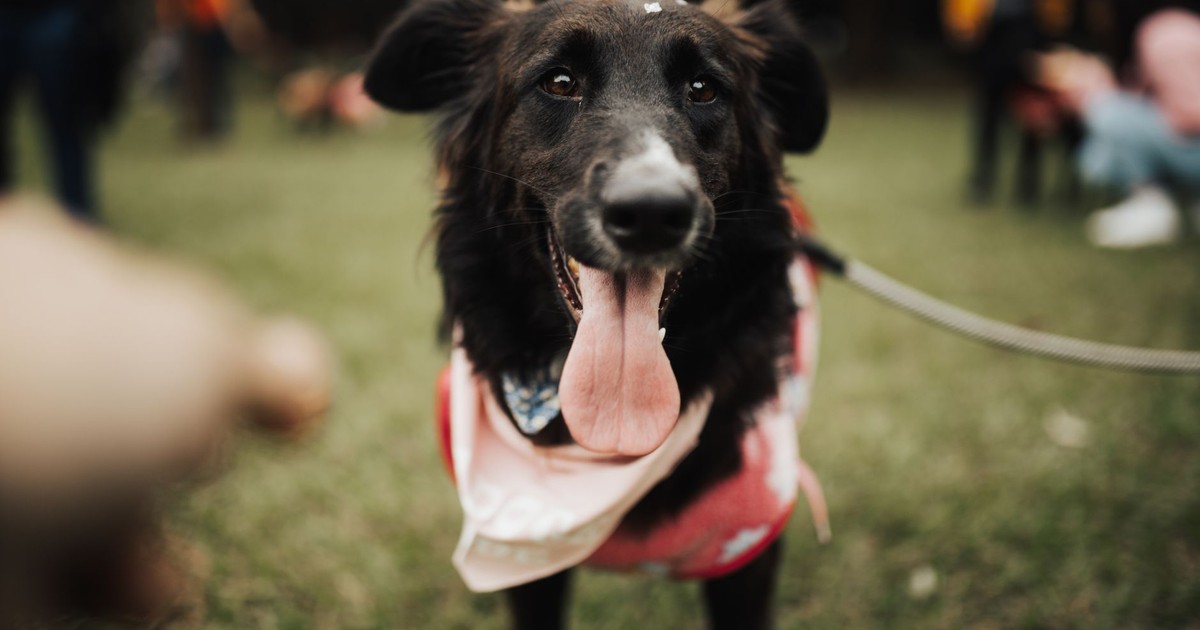 Playful black dog enjoying a day at the park, wearing a leash and red scarf.