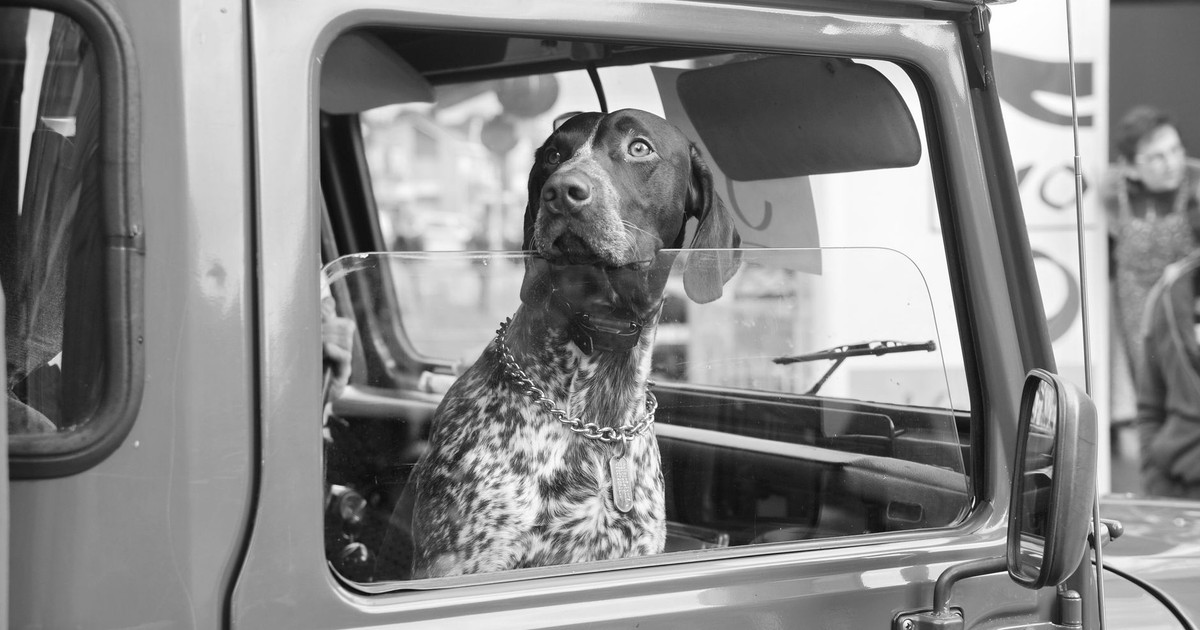 A dog looking out a car window in a classic black and white photograph, capturing curiosity.