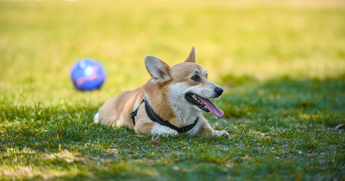 Cute Welsh Corgi dog lying on grass with ball in background, captured in daylight.