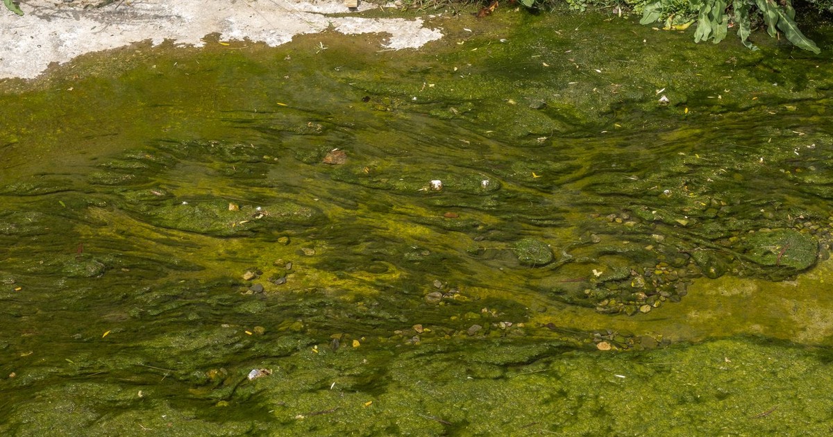 A serene view of an algae-covered lakeshore in Bornova, İzmir, Türkiye, highlighting natural textures.