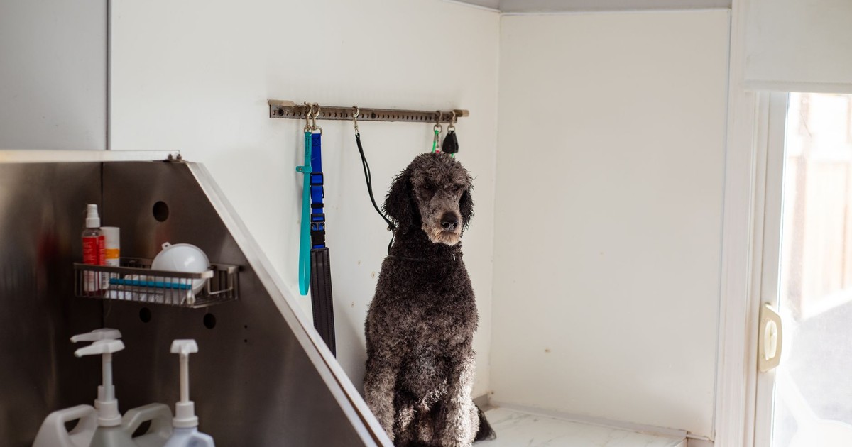 A poodle sits patiently in a pet salon, ready for grooming. Indoor shot with grooming tools around.