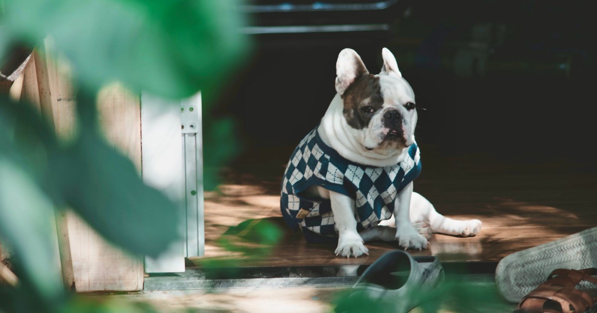 French Bulldog wearing sweater rests in doorway surrounded by greenery.