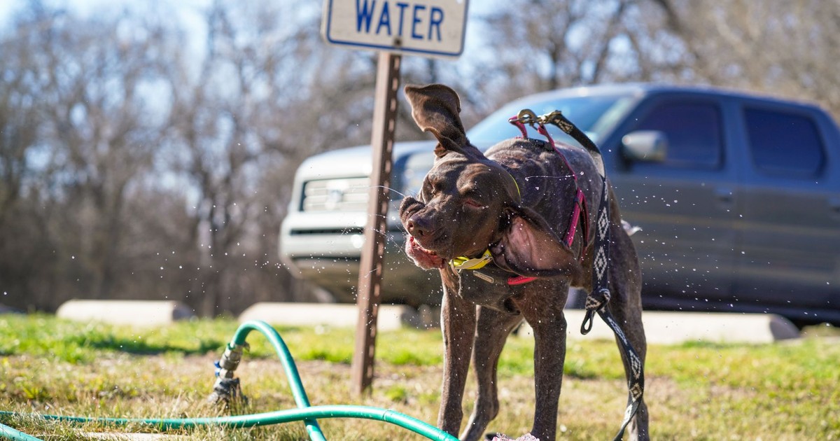 A happy dog shakes off water after playing outdoors near a potable water sign.