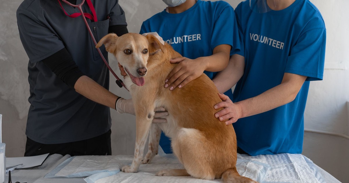Veterinarian and volunteers caring for a dog during a check-up at a clinic.