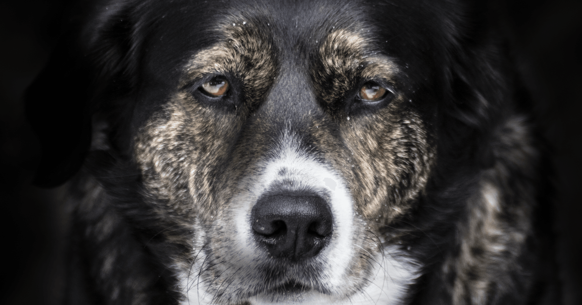 A striking close-up of a dog's face, capturing its gentle and soulful expression.
