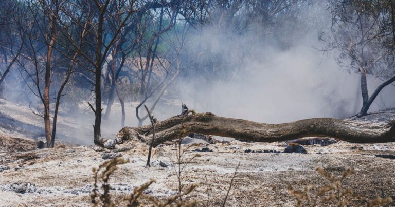 8 Ways Wildfire Smoke Is Affecting Your Garden Plants - Featured image