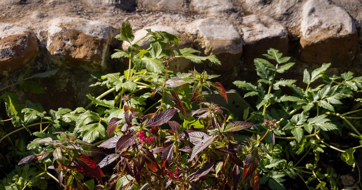 Colorful garden foliage with a rustic stone wall backdrop, highlighting the beauty of nature.